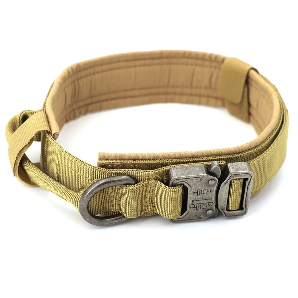 Dog Collar & Leash