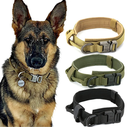 Dog Collar & Leash