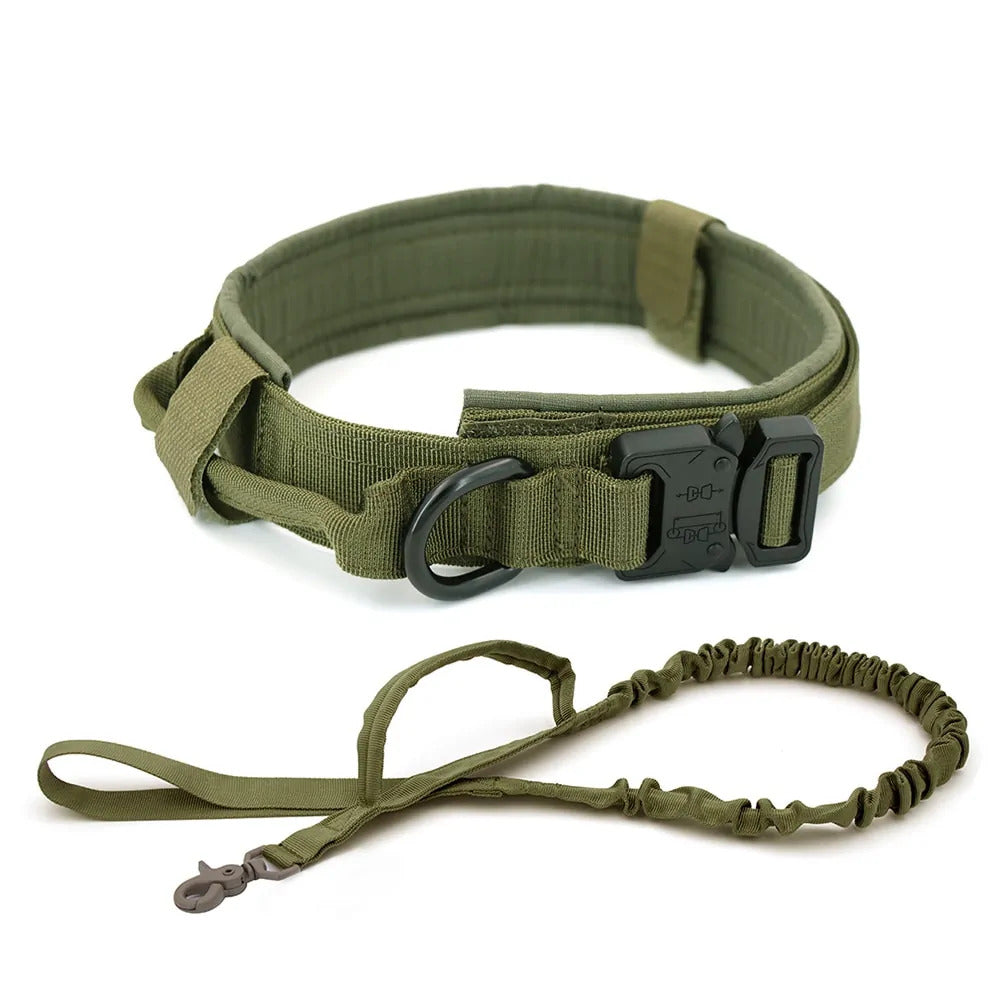 Dog Collar & Leash