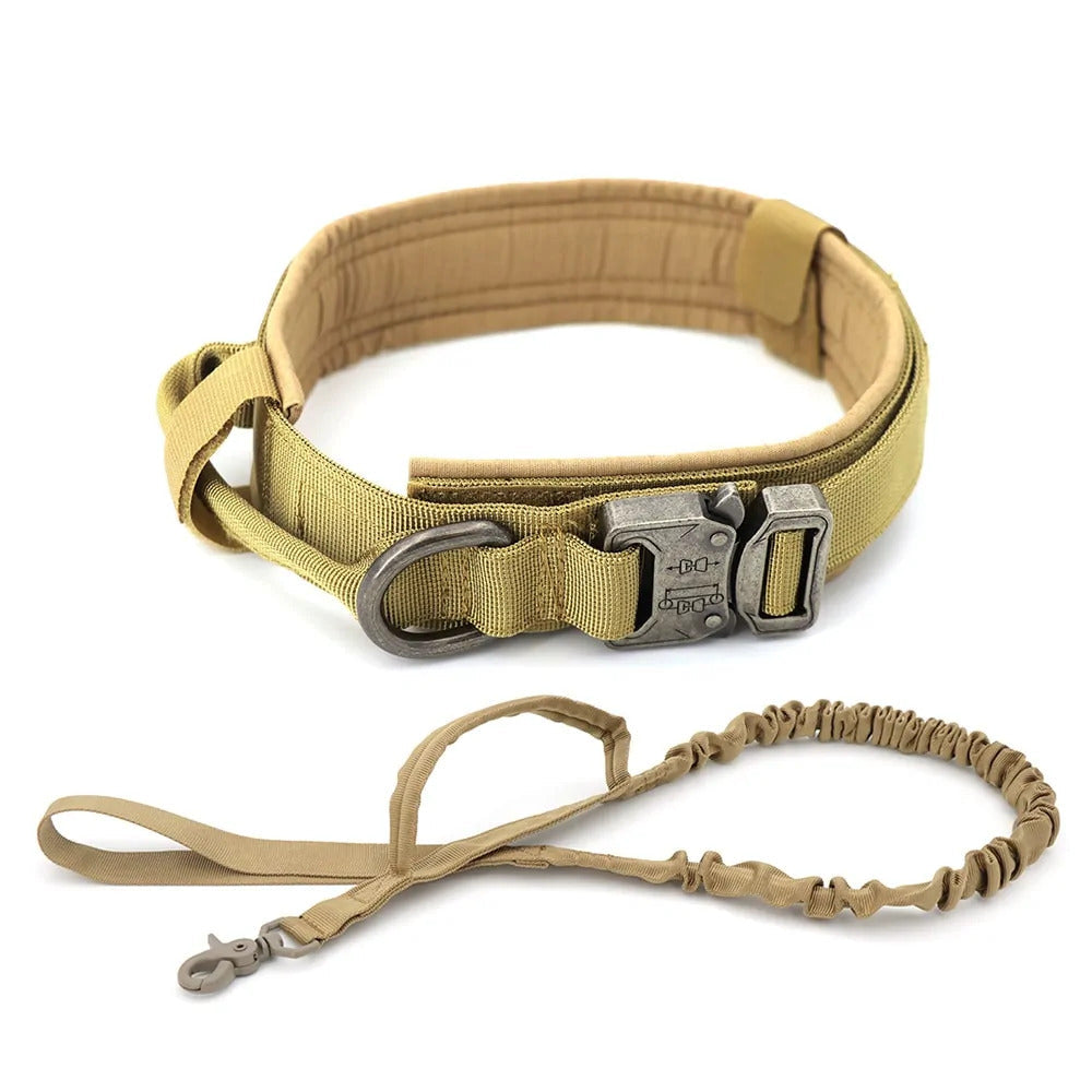 Dog Collar & Leash